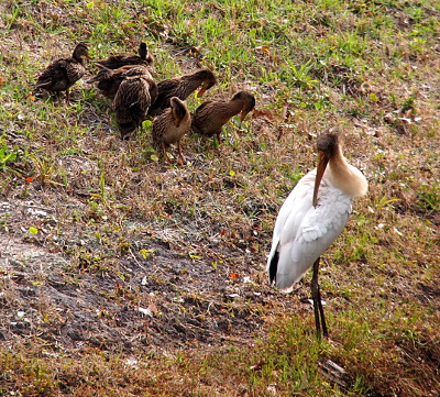 [All the birds stand on a hillside. The seven ducklings (who are pretty big, but still don't have flight feathers) stand together and at least 4 of them have their heads bend to scratch their bellies. The wood stork stands lower on the hillside with its head turned so its bill is scratching within its side feathers.]